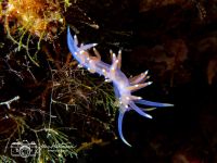 Edmundsiella pedata